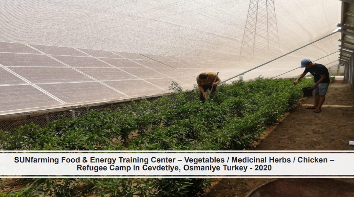 Sunfarming Turkye Cefdetye Herbs