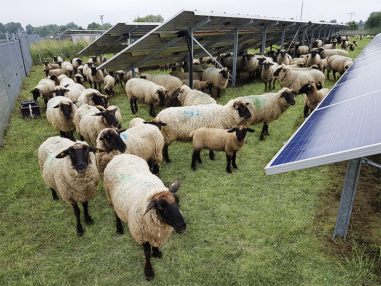 Sheep